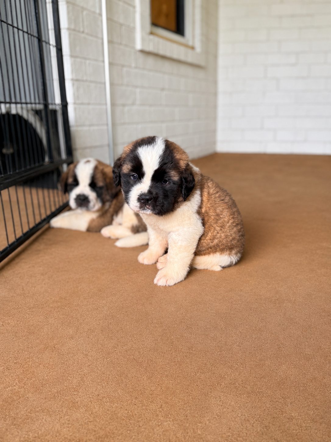 Saint Bernard puppies
