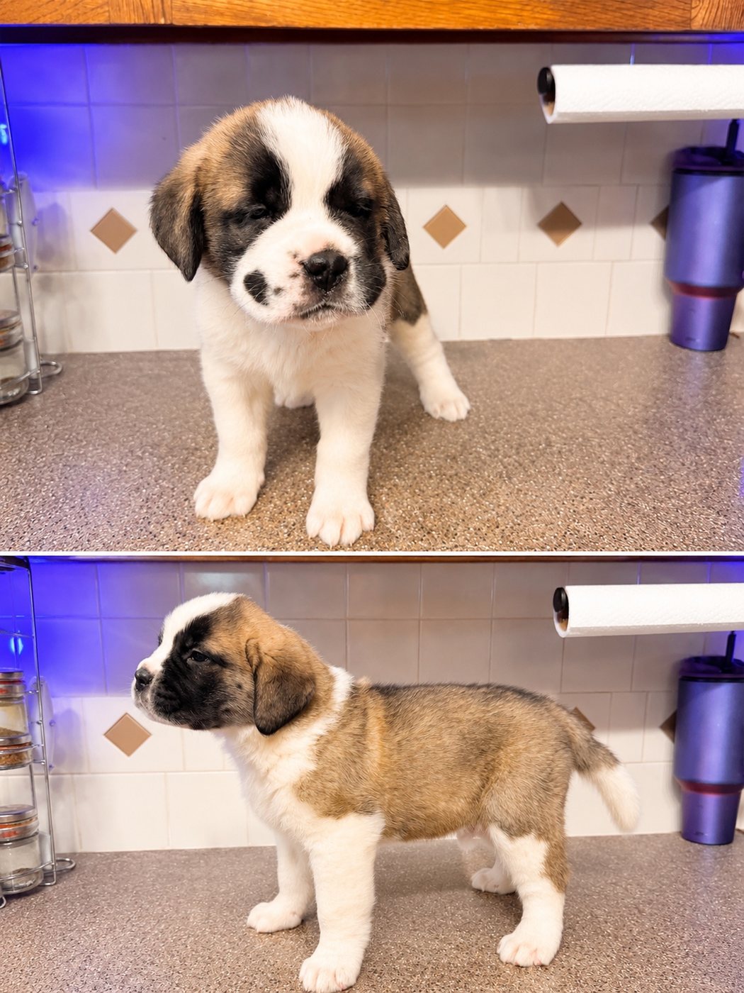 Available Saint Bernard puppy