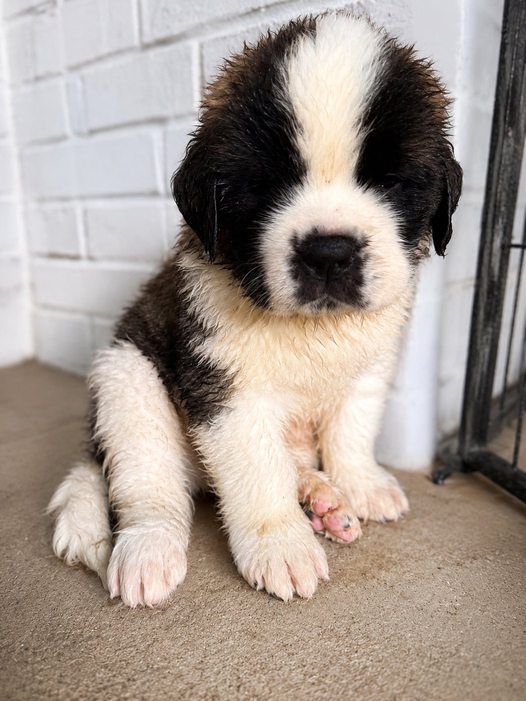 Reserved Saint Bernard puppy