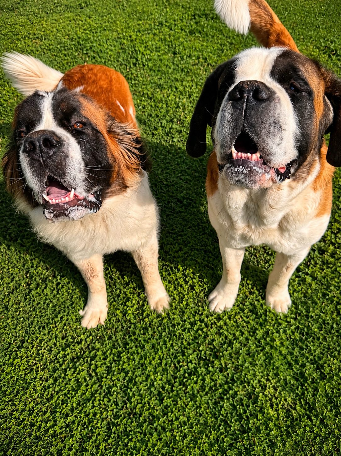 Two Saint Bernards sitting in the grass
